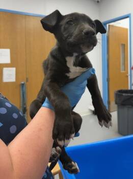 Jordan (Jx5 (4)) -  Labrador Retriever and Terrier Dog for Adoption in Hartsville, South Carolina - Jordan (Jx5 (4)) | PetCurious