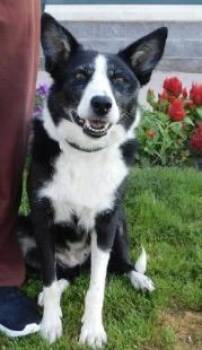 Kylie -  Border Collie Dog for Adoption in Pottsville, Pennsylvania - Kylie | PetCurious