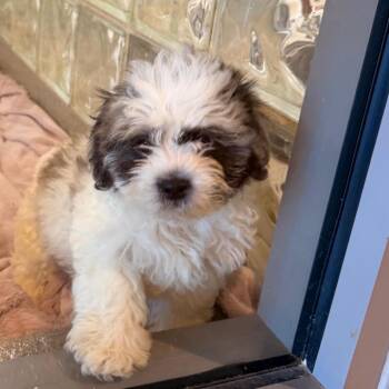 Adella -  Shih Tzu Dog for Adoption in Lynchburg, Virginia - Adella | PetCurious