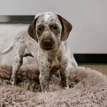 Dottie -  Dalmatian Dog for Adoption in Valparaiso, Indiana - Dottie | PetCurious