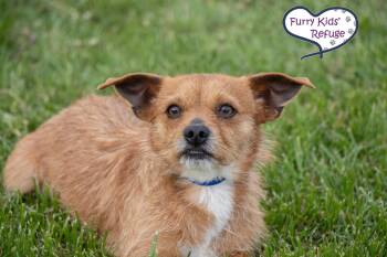 Terrier Dogs Available for Adoption - Reese | PetCurious