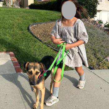 Keira -  Shepherd Dog for Adoption in San Diego, California - Keira | PetCurious