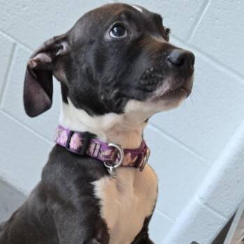 Mr. Marbles -  Mixed Breed Dog for Adoption in Pittsburgh, Pennsylvania - Mr. Marbles | PetCurious