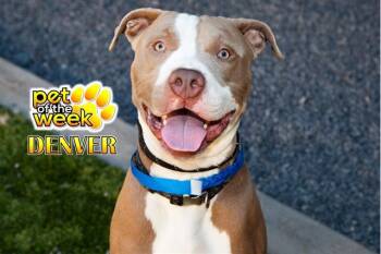 SAVE ME PLEASE Denver - IDA552294 -  Pit Bull Terrier Dog for Adoption in San Marcos, California - SAVE ME PLEASE Denver - IDA552294 | PetCurious
