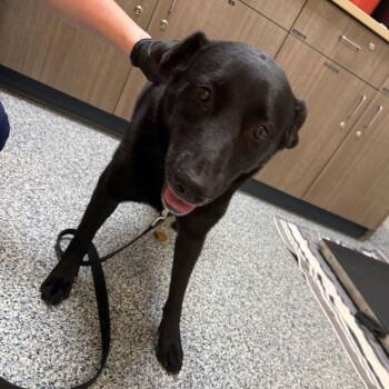 Sassy -  Black Labrador Retriever and Mixed Breed Dog for Adoption in Great Falls, Montana - Sassy | PetCurious