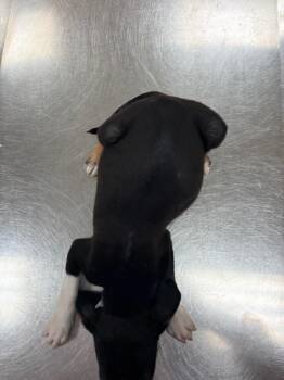 Walter -  Mixed Breed Dog for Adoption in Bossier City, Louisiana - Walter | PetCurious