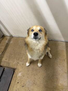 Husky and Pomeranian Dogs Available for Adoption - Ringo | PetCurious