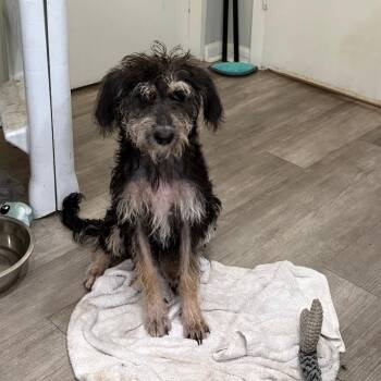 Lucy XXIV 26-080 -  Terrier and Mixed Breed Dog for Adoption in Little Rock, Arkansas - Lucy XXIV 26-080 | PetCurious