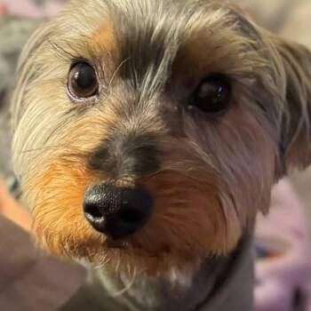 Yorkshire Terrier Dogs Available for Adoption - Milo | PetCurious