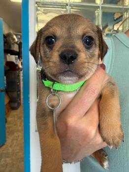 Flareon -  Chihuahua and Shepherd Dog for Adoption in Carson City, Nevada - Flareon | PetCurious