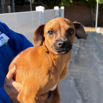 Henry -  Chihuahua Dog for Adoption in Goleta, California - Henry | PetCurious