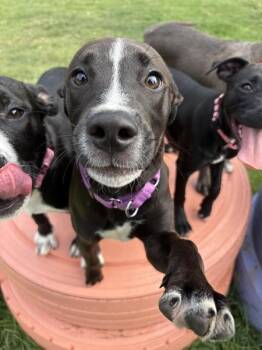 Fred -  Pit Bull Terrier Dog for Adoption in Sioux City, Iowa - Fred | PetCurious