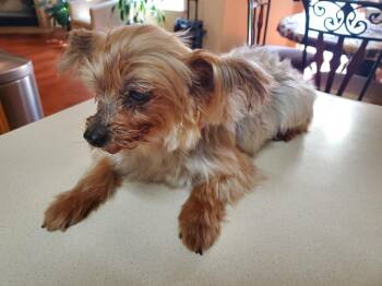 Yorkshire Terrier Dogs Available for Adoption in Austin, Texas - Bella (courtesy Listing For Public) | PetCurious