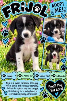 Frijol -  Terrier Dog for Adoption in San Tan Valley, Arizona - Frijol | PetCurious