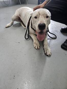 SMALLS -  Dogo Argentino and Mixed Breed Dog for Adoption in Corpus Christi, Texas - SMALLS | PetCurious