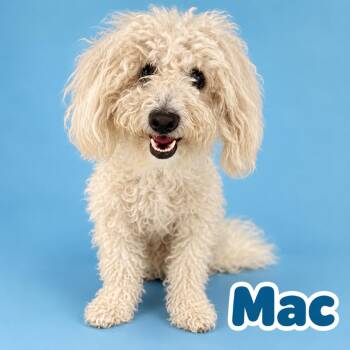 Mac -  Poodle Dog for Adoption in Scottsdale, Arizona - Mac | PetCurious