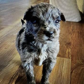 Checkers -  Australian Shepherd and Mixed Breed Dog for Adoption in Evensville, Tennessee - Checkers | PetCurious