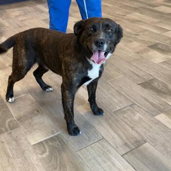 Shepherd Dogs Available for Adoption in Nevada, Missouri - Roscoe | PetCurious