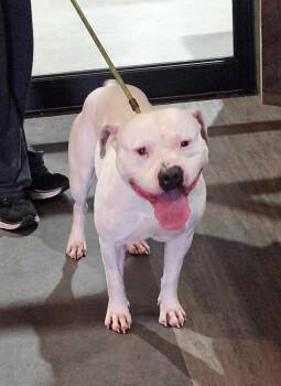 Rescue Boxer and Pit Bull Terrier Dogs for Adoption in Minneapolis, Minnesota - Kombucha | PetCurious