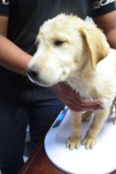 Golden Retriever and German Shepherd Dog Dogs Available for Adoption in Pahrump, Nevada - Mozart (Mollie L582 P6) | PetCurious