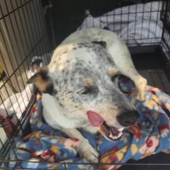 Rescue Australian Cattle Dog Blue Heeler Dogs for Adoption in Austin, Texas - Rocket Aka Chacho JuM | PetCurious
