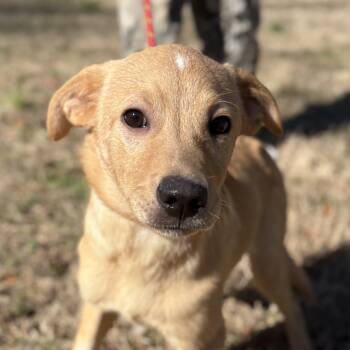 Labrador Retriever Dogs Available for Adoption - Bowser | PetCurious