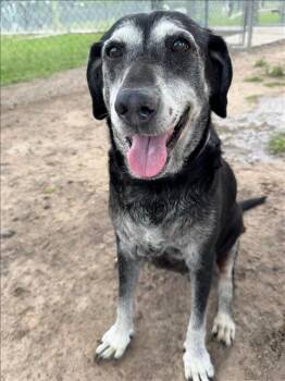 Labrador Retriever and Mixed Breed Dogs Available for Adoption in Conroe, Texas - A428322 | PetCurious