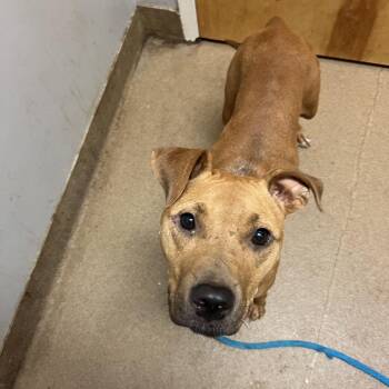 Lassie -  Mixed Breed Dog for Adoption in Chattanooga, Tennessee - Lassie | PetCurious