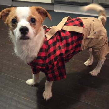 Rescue Jack Russell Terrier Dogs for Adoption in Kingsley, Kentucky - Finn | PetCurious