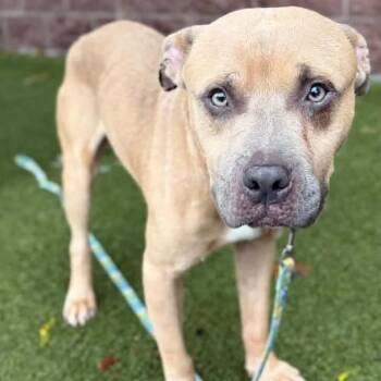 Welty D12876 -  Pit Bull Terrier and Staffordshire Bull Terrier Dog for Adoption - Welty D12876 | PetCurious