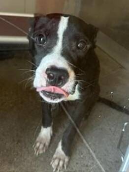 Bo Jangles -  Pit Bull Terrier Dog for Adoption in Cleveland, Ohio - Bo Jangles | PetCurious