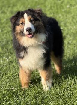 1200 Bishop -  Australian Shepherd Dog for Adoption in Ringwood, Illinois - 1200 Bishop | PetCurious