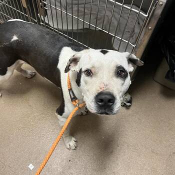 Kane -  Mixed Breed Dog for Adoption in Chattanooga, Tennessee - Kane | PetCurious
