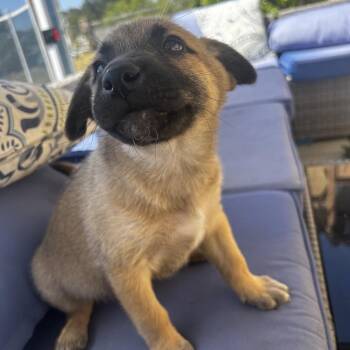 Shepherd Dogs Available for Adoption in Escondido, California - Rex | PetCurious