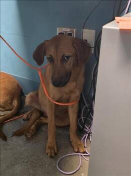 Rescue Labrador Retriever Dogs for Adoption in Houston, Texas - A643803 | PetCurious