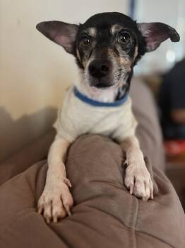 Cooper -  Miniature Pinscher and Chihuahua Dog for Adoption in Fort Lauderdale, Florida - Cooper | PetCurious