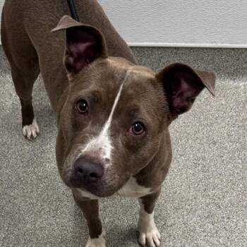 Carmen Sandiego -  Pit Bull Terrier Dog for Adoption in Matteson, Illinois - Carmen Sandiego | PetCurious