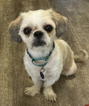 Rescue Lhasa Apso and Shih Tzu Dogs for Adoption in Lake Forest, California - Pauly | PetCurious