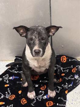 Rescue Labrador Retriever and Mixed Breed Dogs for Adoption in Brunswick, Georgia - LILY | PetCurious