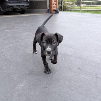 Itsy -  Pit Bull Terrier and Mixed Breed Dog for Adoption in Northville, Michigan - Itsy | PetCurious