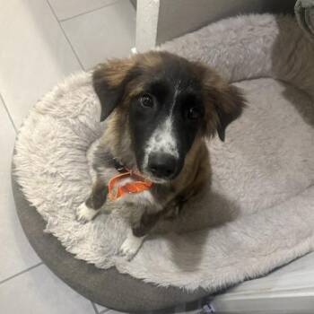 Baloo -  Great Pyrenees and Shepherd Dog for Adoption in Pflugerville, Texas - Baloo | PetCurious