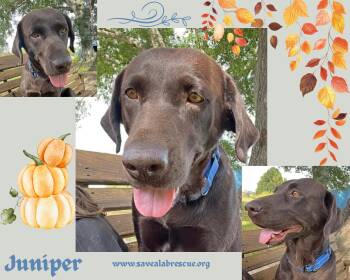 Rescue Labrador Retriever and Chocolate Labrador Retriever Dogs for Adoption in Middletown, Rhode Island - Juniper | PetCurious