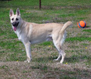 German Shepherd Dog and Mixed Breed Dogs Available for Adoption - STRYKER | PetCurious