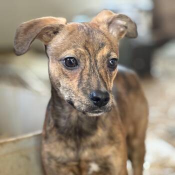 Archer Ally -  French Bulldog Dog for Adoption in Andover, Massachusetts - Archer Ally | PetCurious