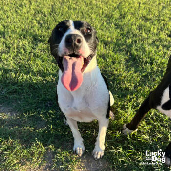 Rescue Shepherd and Australian Cattle Dog Blue Heeler Dogs for Adoption in Washington, District Of Columbia - Coopa | PetCurious