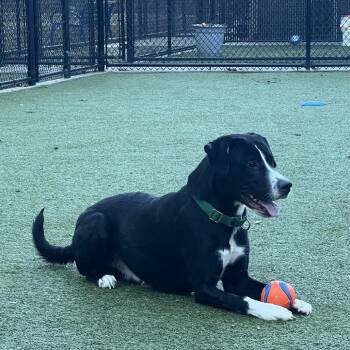 Norbit / Tru -  Mixed Breed Dog for Adoption in Greensboro, North Carolina - Norbit / Tru | PetCurious