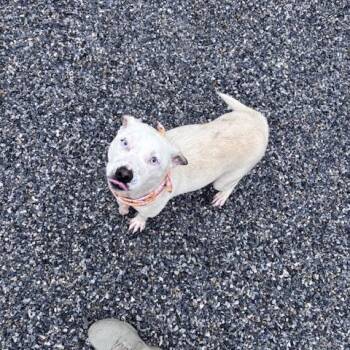 Australian Shepherd Dogs Available for Adoption in Marion, North Carolina - Ice | PetCurious