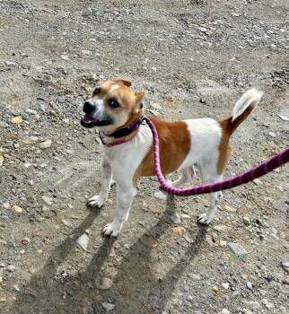 Jack Russell Terrier Dogs Available for Adoption - Cupid | PetCurious