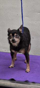 PRINCESS -  Chihuahua Dog for Adoption in Houston, Texas - PRINCESS | PetCurious
