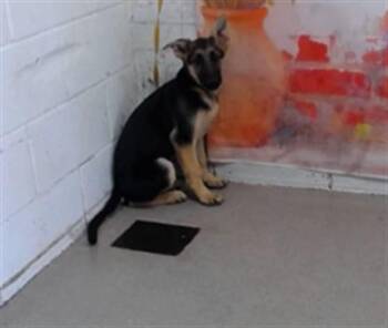 MIA -  German Shepherd Dog and Mixed Breed Dog for Adoption in San Bernardino, California - MIA | PetCurious